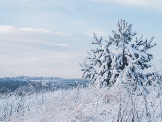 Snow-covered conifer forest on a high hill in frosty winter day. Frozen grass and trees in the rays of cold winter Sun.