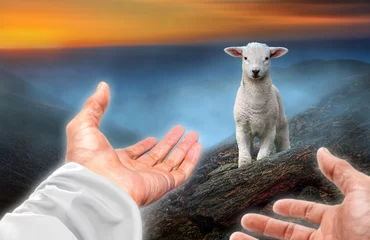 Selbstklebende Fototapeten Hands of God reaching out to a lost sheep. Religious theme concept. © funstarts33