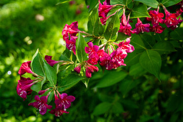 Blooming Weigela Bristol Ruby bush. Branch with pink flowers and bright green leaves on blurred background. Selective focus. Close-up. Ornamental garden. Floral landscape. There is room for text.