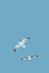 Möwen im Flug vor blauem Himmel