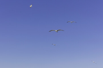 Möwen im Flug vor blauem Himmel