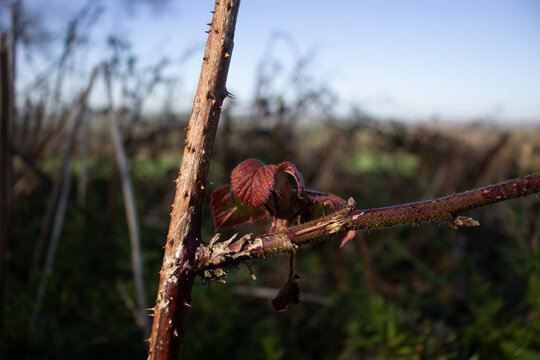 New Shoot On A Bramble Bush With Thorns And A Blue Sky