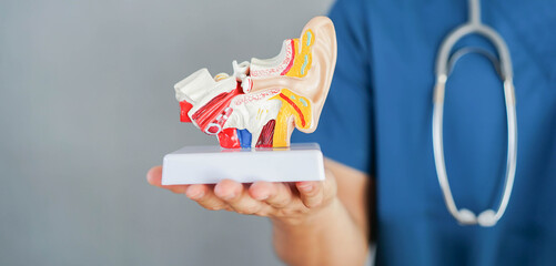 close up professional otolaryngologist hold model of human ear anatomy at clinic  for treatment and...