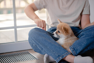 Young female holding Cute little Pembroke Welsh Corgi puppy. Taking care and adopting pets concept. Lifestyle minimalism and simplisity