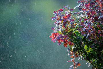 Raindrops fall on a barberry bush. Close-up.