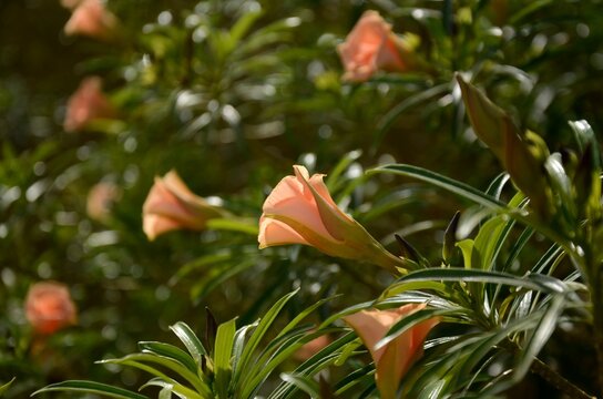 apricot coloured thevetia peruviana bush background