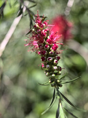 Crimson bottlebrush (Melaleuca citrina) flower