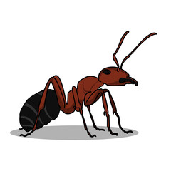 a very detailed, big red ant illustration design. Isolated animal design. Suitable for landing pages, stickers, book covers