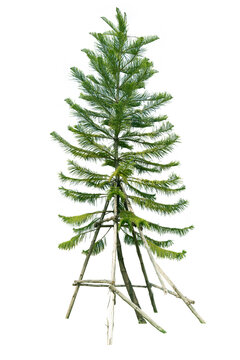 Norfolk island pine with crutches on isolated white background.