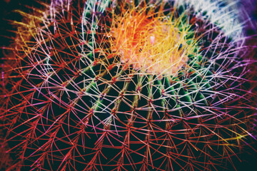 Closeup macro photo of a cactus spines. Double exposure with colorful light effect... © ryszard filipowicz