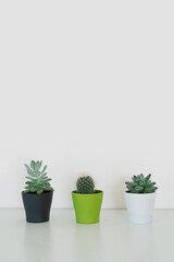 Three different potted decorative house plants on light table indoors with copy space for text. Cute small cactuses and succulents growing in plastic pots for unique home decor, vertical shot