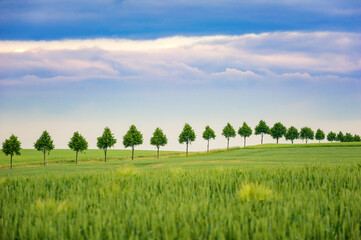A row of young trees along the road between the grain fields.