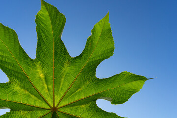green leaf and blue sky minimalist close-up in nature