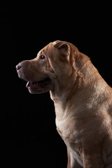 Shar Pei on black background. The dog smiles, funny face