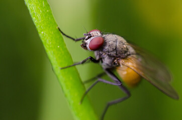 fly on leaf