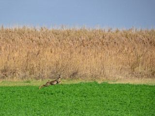 A roe deer doe jumping and running.on  the grass