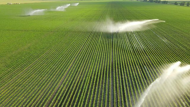 Aerial view drone shot of irrigation system rain gun sprinkler on agricultural soybean field helps to grow plants in the dry season, increases crop yields