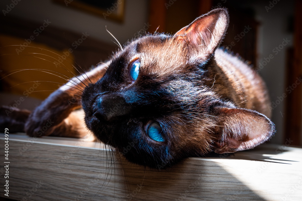 Wall mural Brown cat lying at sunlight