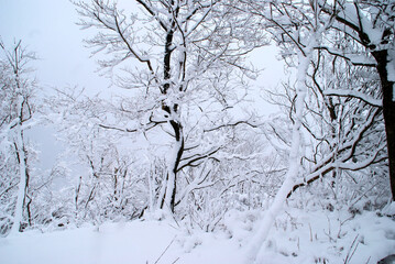 冬山天候曇り　雪景色
