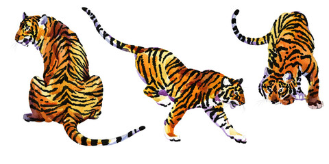 Fototapeta na wymiar Set of Tigers isolated on white background. Watercolor Illustration.