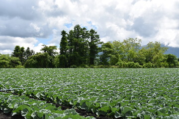 群馬県　キャベツの名産地　嬬恋村　キャベツ畑　夏