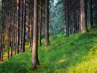 Green summer forest. Sunset in the forest. Natural parkland. Pine and fir trees. Dense old woods. Beautiful nature.