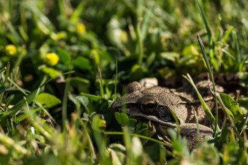 close up view from a little brown grass frog in the sun