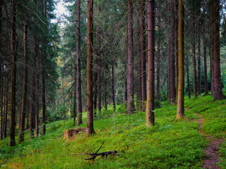 Green summer forest. Sunset in the forest. Natural parkland. Pine and fir trees. Dense old woods. Beautiful nature.