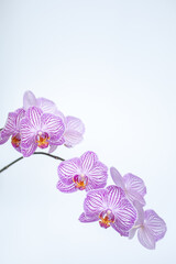 lilac orchid Phalaenopsis Arcadia on a white background. blur and selective focus. Vertical photo