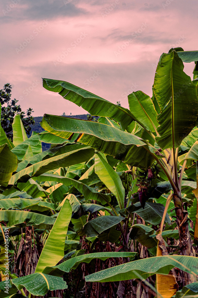 Poster Abaca plant or banana tree with big green leaves growing in the garden at sunset