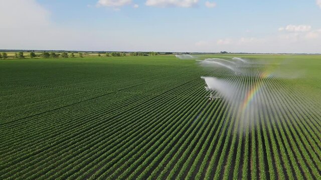 Aerial view drone shot of irrigation system rain gun sprinkler on agricultural soybean field helps to grow plants in the dry season, increases crop yields