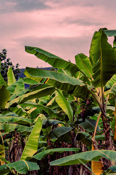 Abaca Plant Or Banana Tree With Big Green Leaves Growing In The Garden At Sunset