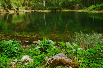 Fototapeta na wymiar green plants and stones on the shore from a wonderful mountain lake