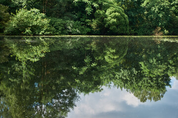 Forest lake with shore plants view