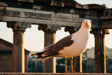 Seagull at Forum Romanum at sunrise, Rome