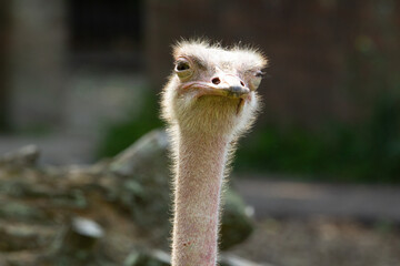 Red-necked Ostrich (Struthio camelus camelus) an adult red necked Ostrich with a natural background