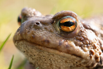 Portrait of a half-turn of a common toad macro outdoors