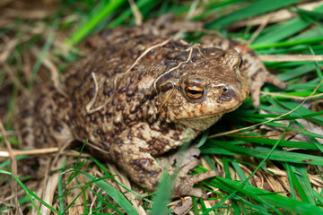 Toad sitting in green grass in summer outdoors