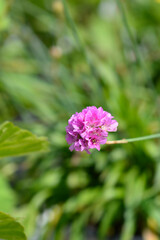 Great thrift Ballerina Lilac