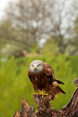 Red kite, bird of prey portrait. The bird is sitting on a stump. Ready to attack its prey in the rain