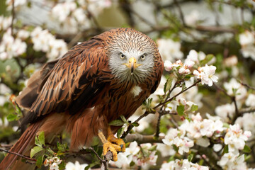 Close-up of a Red kite, sits on a fruit tree with white blossom. A lake in the background. Bird of prey looks straight into the camera