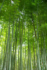 Fototapeta premium 竹林