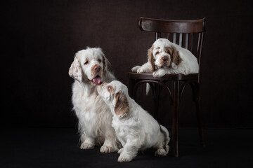 two puppies with mom on brown background. family dog clumber spaniel portrait