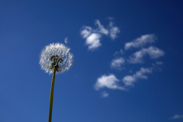 A white fluffy dandelion on blue sky. A round head of a summer plant. The concept of freedom, dreams of the future