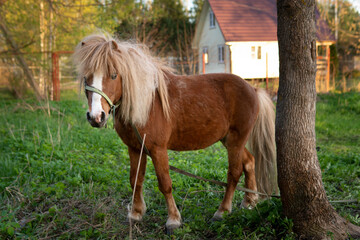 Pony horse stands near a tree with a village house on the background