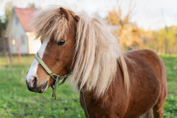 Obraz premium Pony horse stands on a green pasture with a village house on the background