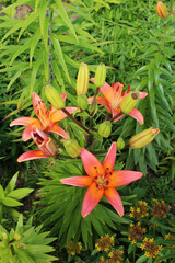 Fototapeta premium orange lilies in the garden