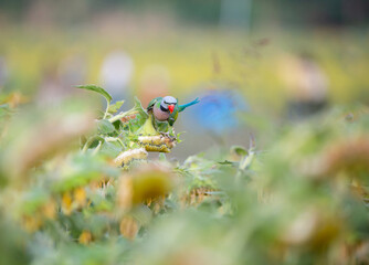 Red-breasted Parakeet flying and eating sunflower seed in the sunflower blossom field.