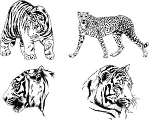 vector drawings sketches different predator , tigers lions cheetahs and leopards are drawn in ink by hand , objects with no background	