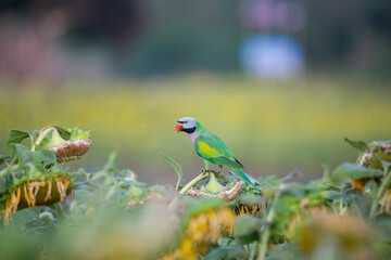 Red-breasted Parakeet flying and eating sunflower seed in the sunflower blossom field.